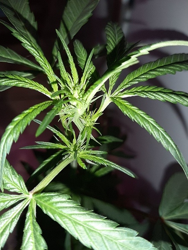 Growreport Bild 5