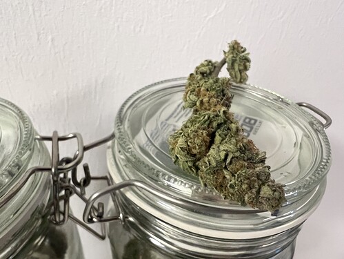 Growreport Bild 4