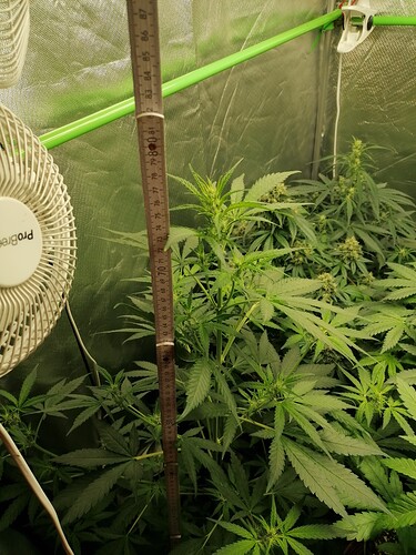Growreport Bild 25