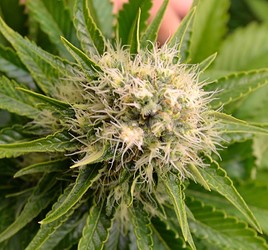 Growreport Bild 11