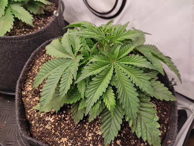 Growreport Bild 11