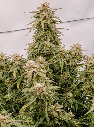 Growreport Bild 4