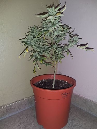Growreport Bild 1