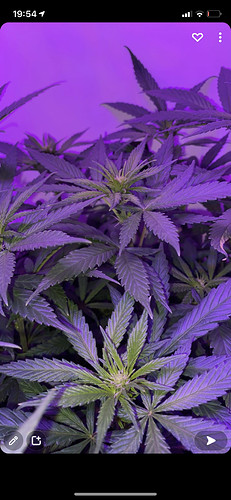 Growreport Bild 2
