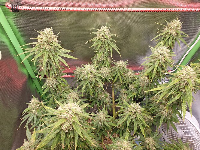 Growreport Bild 6