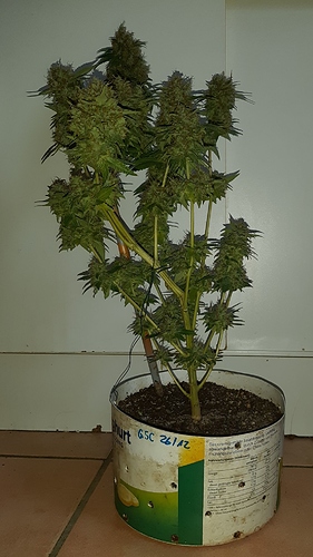 Growreport Bild 5