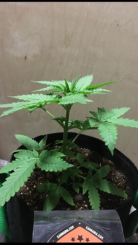 Growreport Bild 1