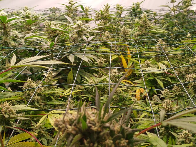 Growreport Bild 1
