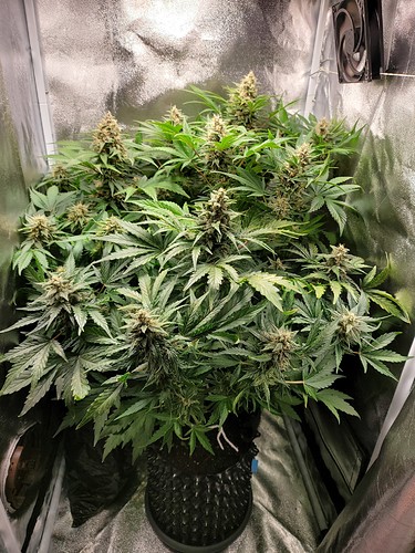 Growreport Bild 6