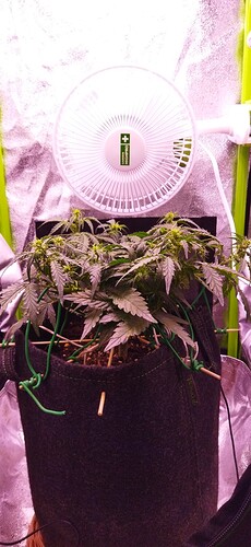 Growreport Bild 63