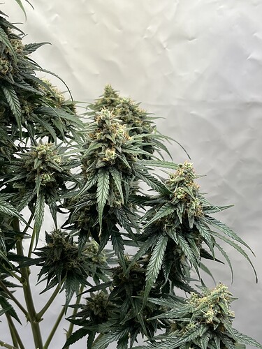 Growreport Bild 5