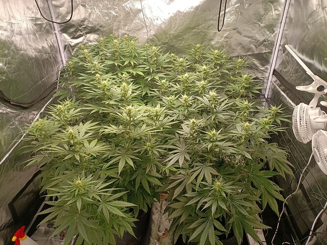 Growreport Bild 7