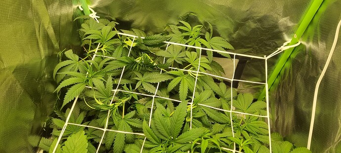 Growreport Bild 2