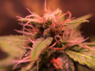Growreport Bild 29