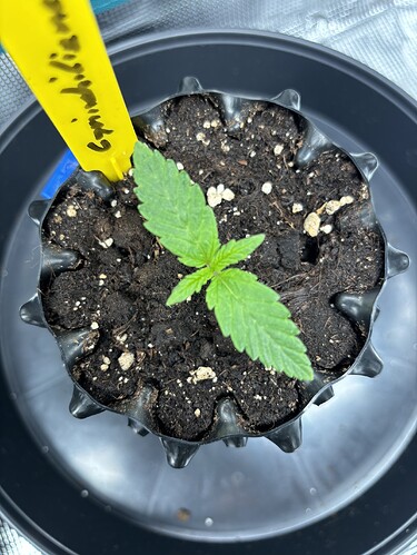 Growreport Bild 68
