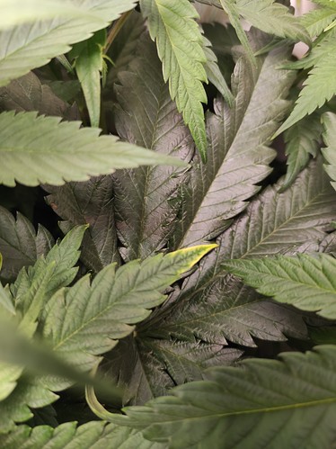 Growreport Bild 9