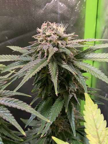 Growreport Bild 8