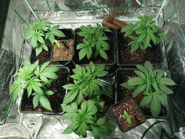 Growreport Bild 26