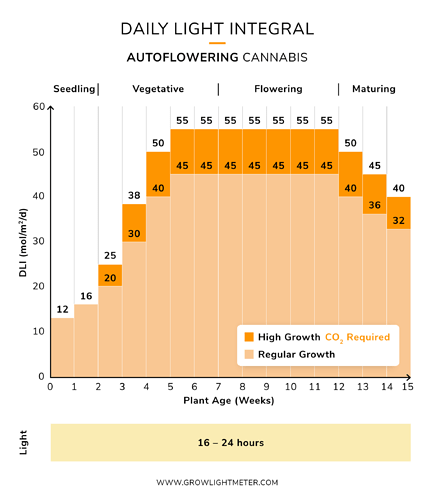 DLI-Chart-Auto