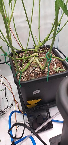 Growreport Bild 9