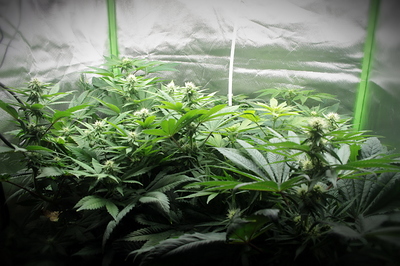 Growreport Bild 10