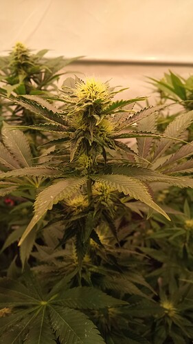 Growreport Bild 11