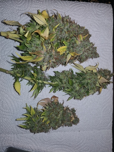 Growreport Bild 5