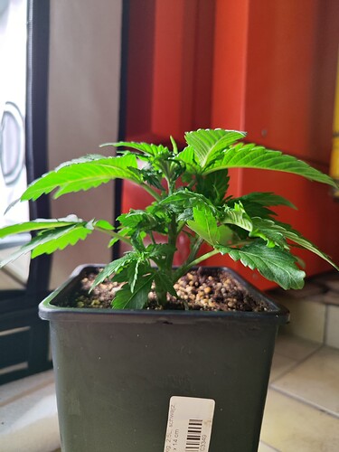 Growreport Bild 3