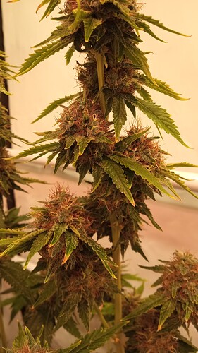 Growreport Bild 17
