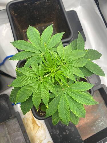 Growreport Bild 1