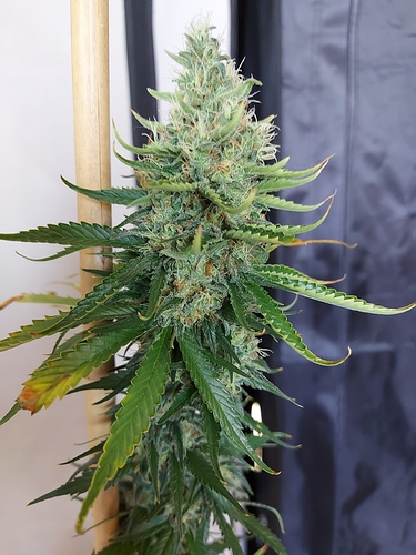 Growreport Bild 1