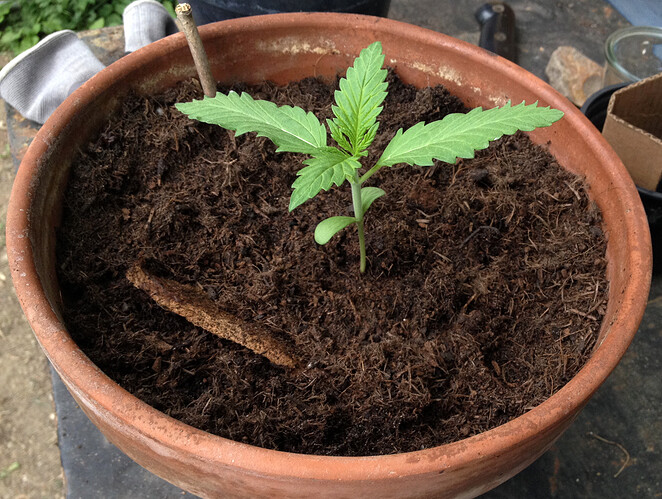 Growreport Bild 103