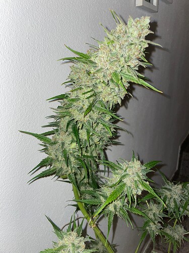 Growreport Bild 18