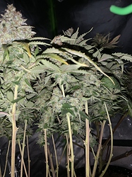 Growreport Bild 4