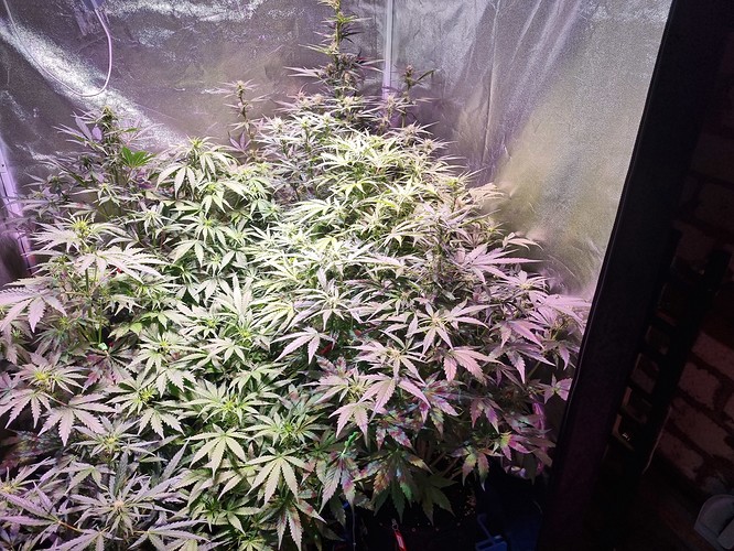 Growreport Bild 9