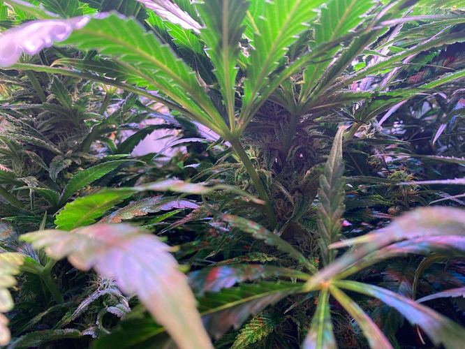 Growreport Bild 15