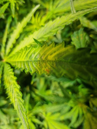 Growreport Bild 10