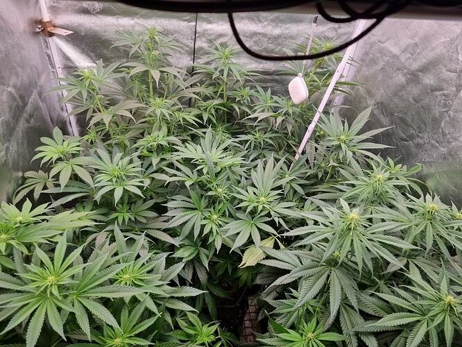 Growreport Bild 40