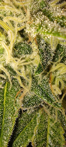 Growreport Bild 7