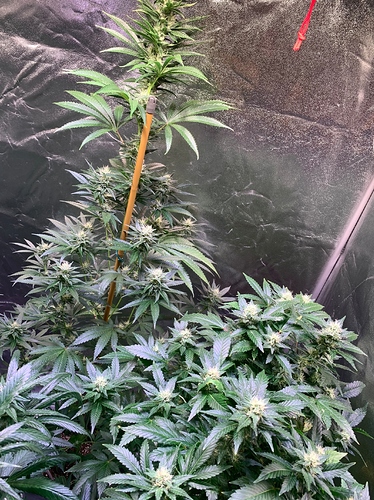 Growreport Bild 6