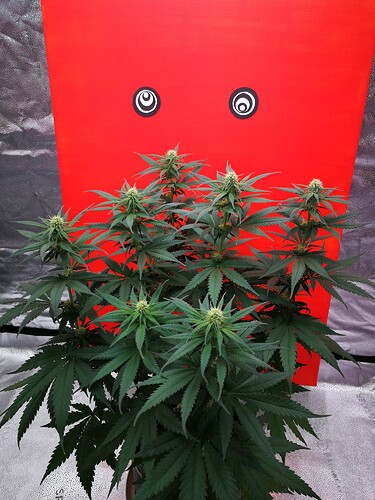 Growreport Bild 3