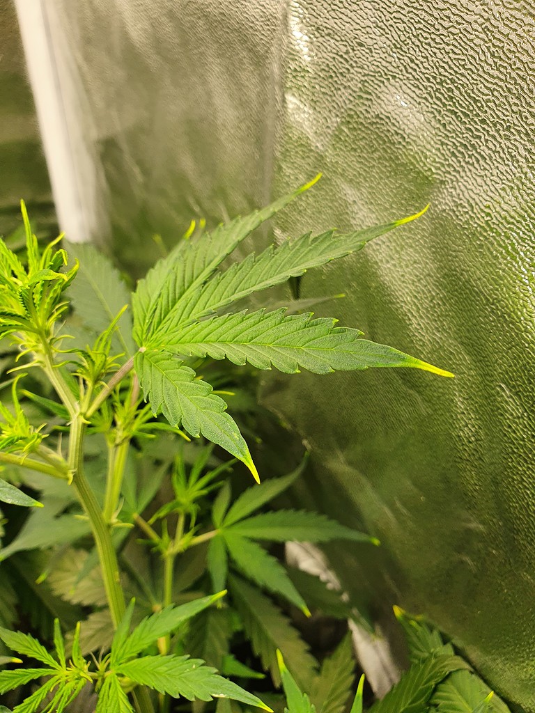 Gelbe Spitzen an den oberen Blätten GrowProbleme Forum