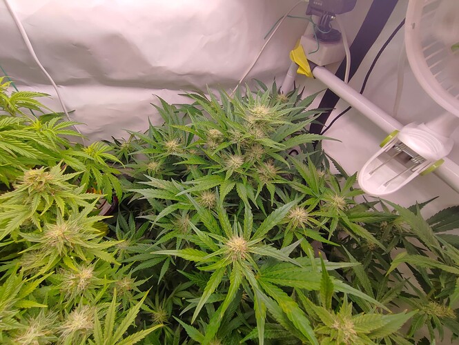 Growreport Bild 55