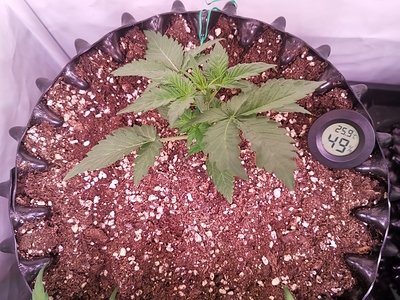 Growreport Bild 6