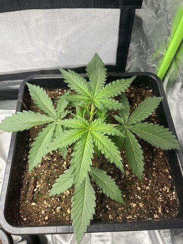 Growreport Bild 11