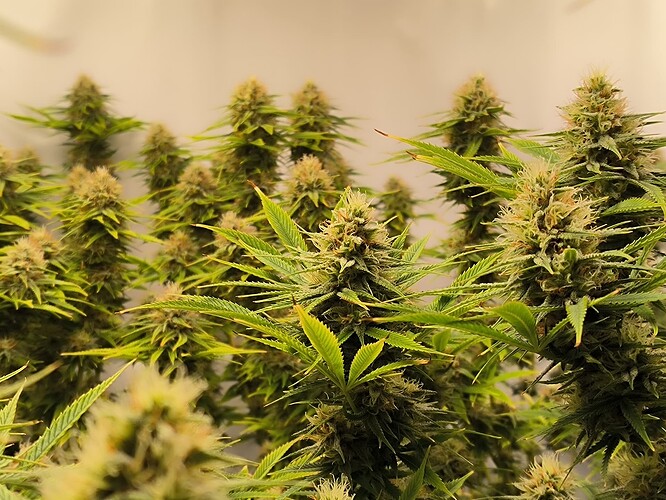 Growreport Bild 7