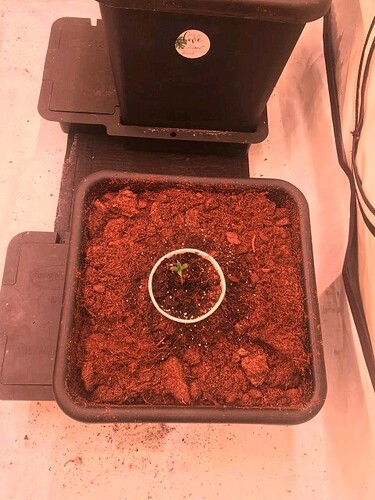 obscura1659377674370