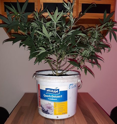 Growreport Bild 4