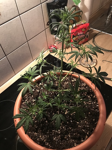 Growreport Bild 5