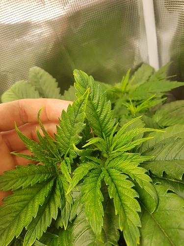 Growreport Bild 3